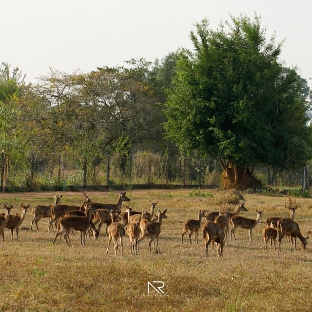  Cervidae trang