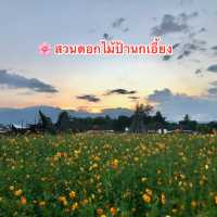 🌸 สวนดอกไม้ป้านกเอี้ยง