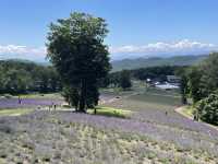 【群馬】玉原高原：關東都有薰衣草田
