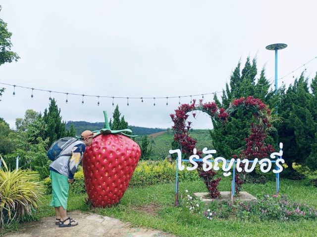 ระหว่างทาง อ.เขาค้อ ณ ไร่ธัญเบอร์รี่