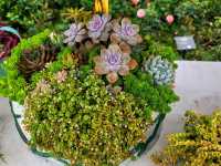 【苗栗】浪漫玫瑰花園，適合情侶家庭朋友賞花遊玩