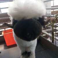 【台灣】宜蘭張美阿嬤農場：開放式動物園，提前買票更便宜