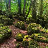 Step into a world of wonder at Puzzlewood, the ancient forest that inspired magical tales