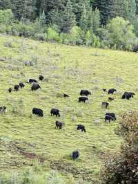 🇨🇳Unforgettable Summer on the Grassland 💕🍃