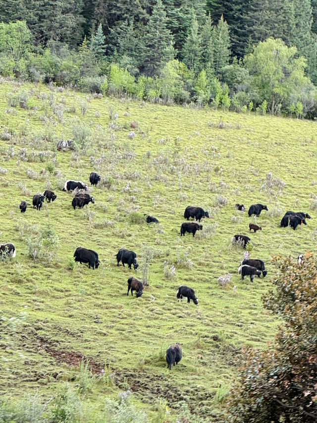 🇨🇳Unforgettable Summer on the Grassland 💕🍃