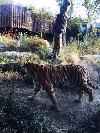 Seoul Grand Park Zoo Visit, A Must-See in Seoul