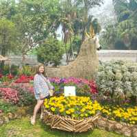 🌺สวนรุกขชาติแม่ฟ้าหลวง...สวนกุหลาบพันปี🌺