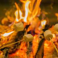 ‘ Campiness Camping & Farmsook  ’ 🏕️🪵