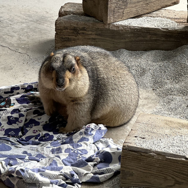 廢物媽媽農場，近距離接觸友善動物