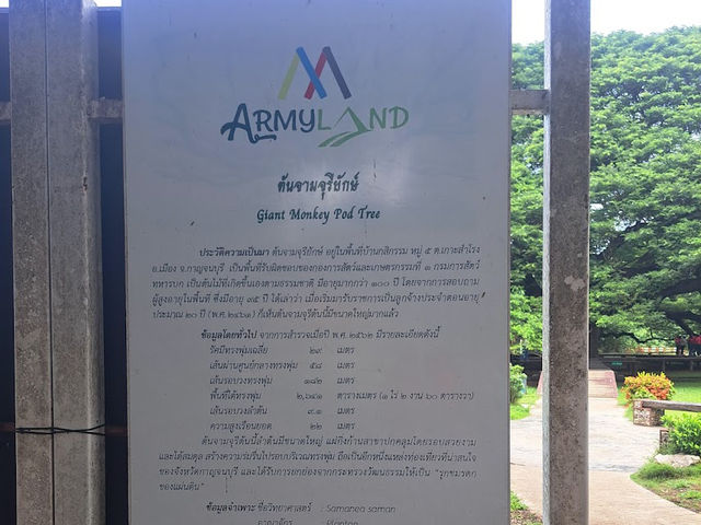 🌳 ต้นจามจุรียักษ์