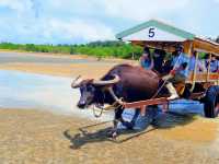 【由布島】水牛車で島を渡る🐃🏝