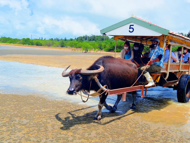 【由布島】水牛車で島を渡る🐃🏝