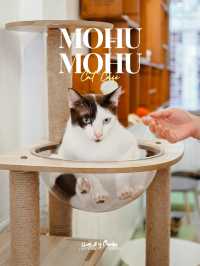 Mohu Mohu คาเฟ่แมวจร ย่านสุรวงศ์