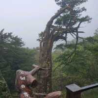 평창. 진부의 발왕산, 오대산 월정사 여행