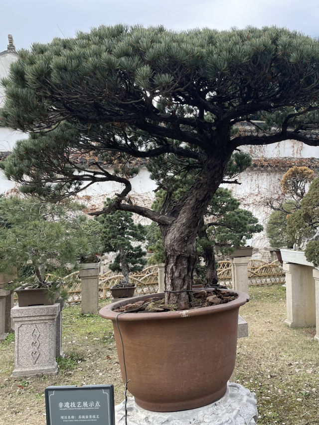 From Ancient Streets to Serene Gardens: A Journey Through Suzhou’s Timeless Beauty