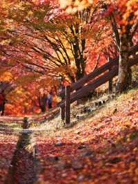 【長野】湖畔に広がるもみじその数1万本🤩彩り豊かな紅葉スポット🍁訪問攻略付き