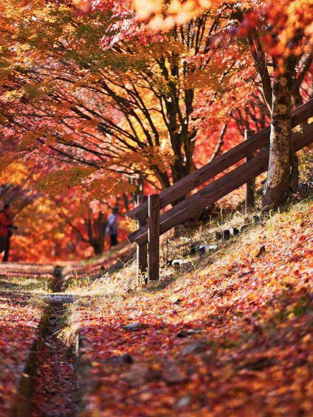 【長野】湖畔に広がるもみじその数1万本🤩彩り豊かな紅葉スポット🍁訪問攻略付き