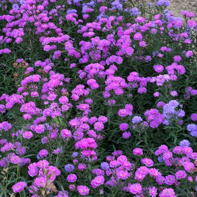 가을의 여의도공원 🍁🌼