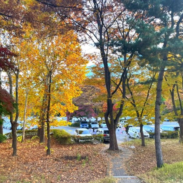 핑크뮬리 + 단풍을 동시에 즐길 수 있는 여기는⁉️