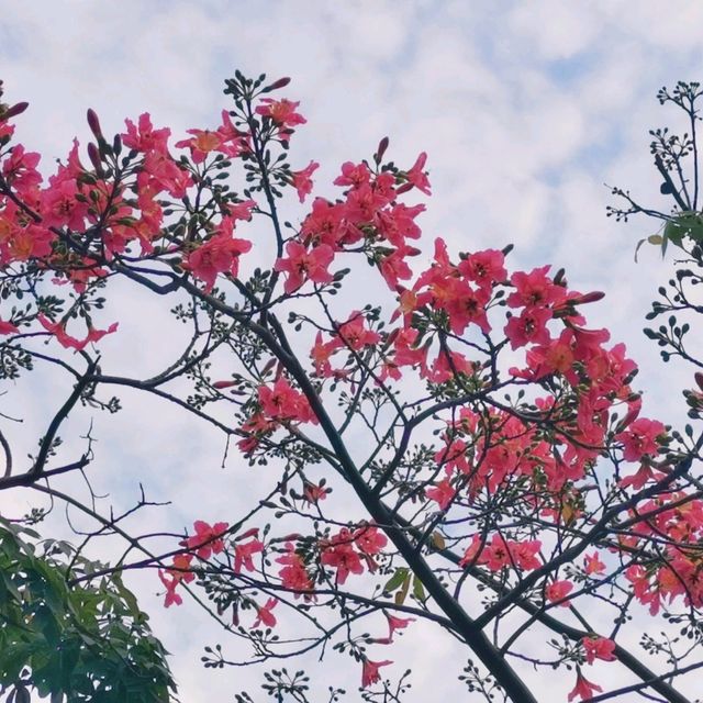 觀瀾河濕地公園