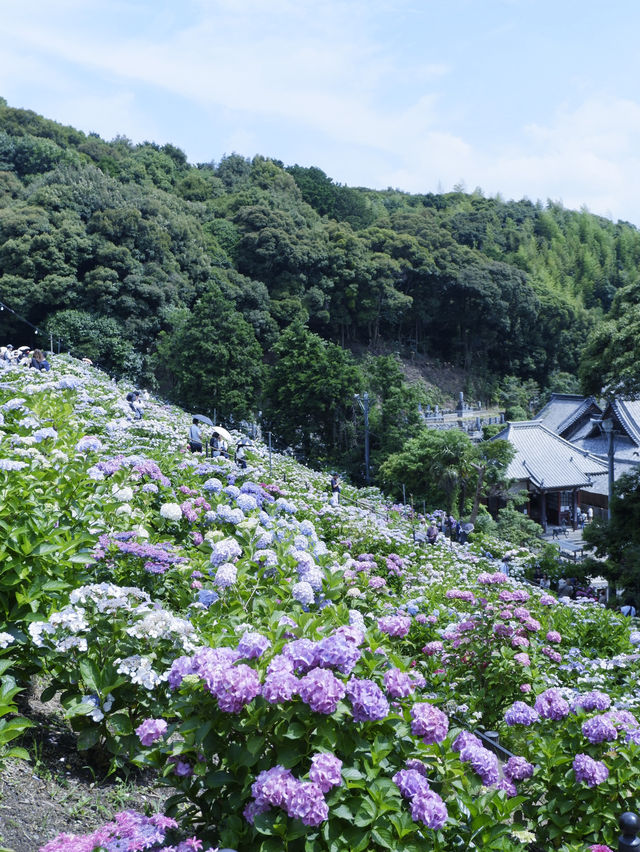 名古屋一日遊：花海＋溫泉