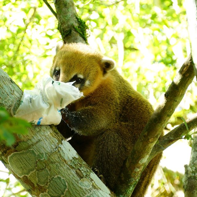 【アルゼンチン】世界三大瀑布の中でも最強！？イグアスの滝