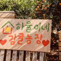 Ha-yul’s Tangerine Farm: Fresh and Sweet Jeju Experience