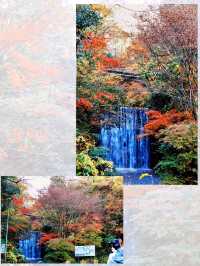 東京箱根🍁紅葉之旅🍁2天之行