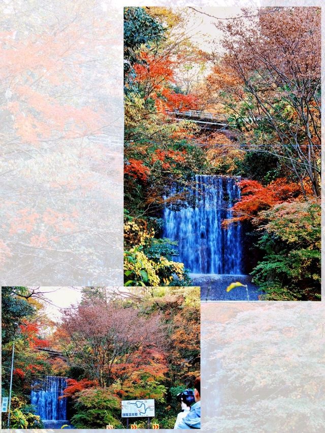 東京箱根🍁紅葉之旅🍁2天之行
