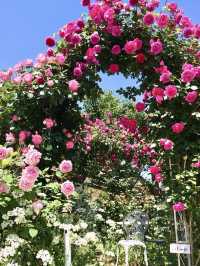 【大分】素敵なご夫婦が育てる丹精込めたバラ園🌹