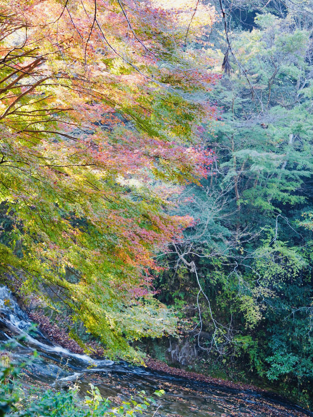 【千葉×紅葉】