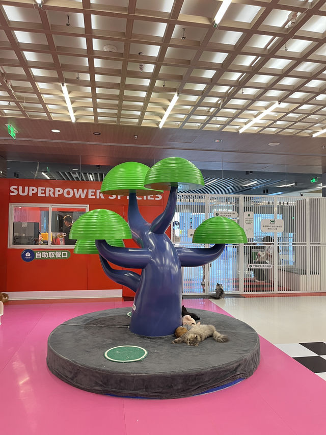與貓🐱共度的悠閒下午