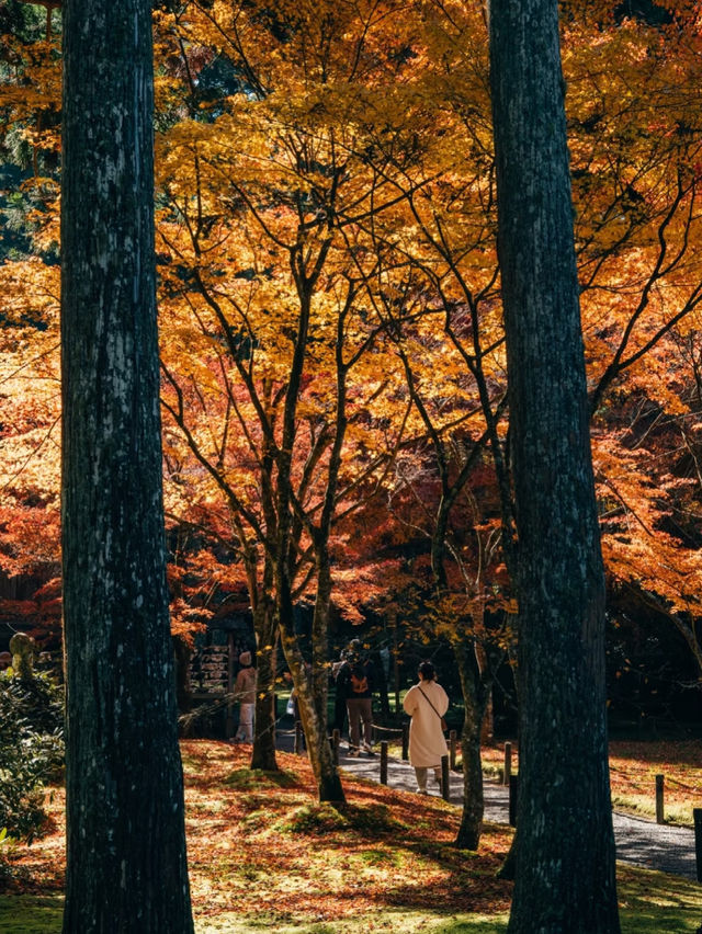京都大原之里🥰超推薦❤️