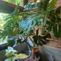 คาเฟ่ร้านลับ บรรยากาศดีในเมืองทองธานี