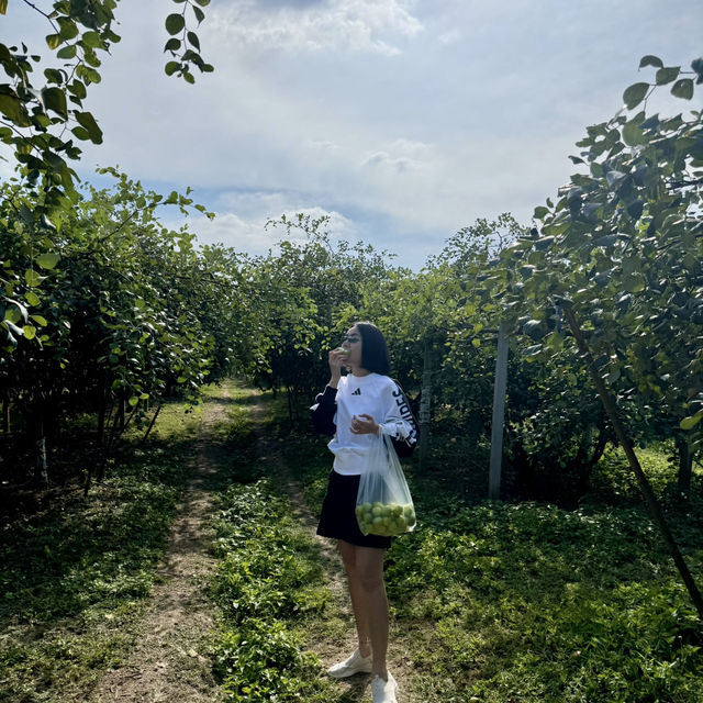 สวนพุดซานมสดของแทร่ วังน้ำเขียว🍏