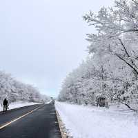 Jeju Island winter ❄️ 