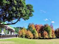 台北大湖公園-碧綠的湖水、豐富的生態環境、四周綠意盎然