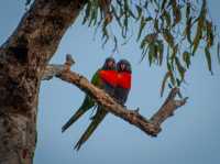 Tranquility by the Barwon: Discover Balyang Sanctuary