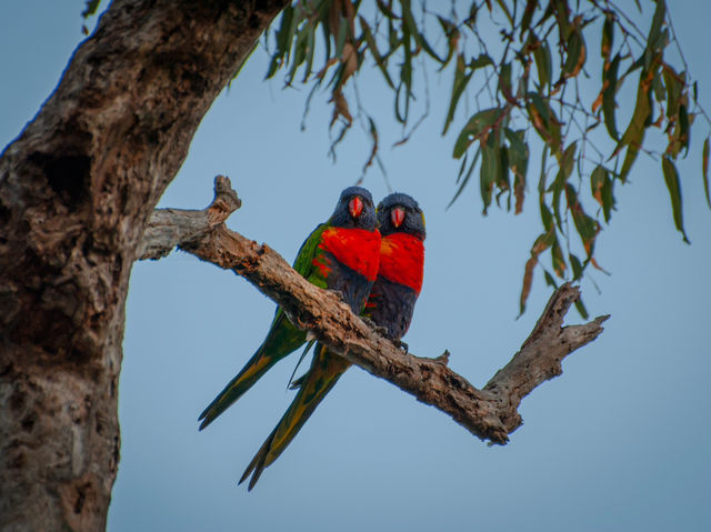 Tranquility by the Barwon: Discover Balyang Sanctuary