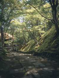 初夏の常寂光寺🌿静寂に包まれる癒しの空間