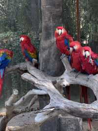 A Wild Adventure at Shanghai Wild Animal Park