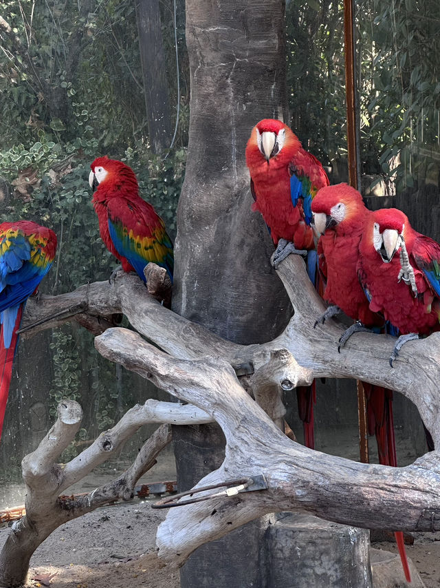 A Wild Adventure at Shanghai Wild Animal Park