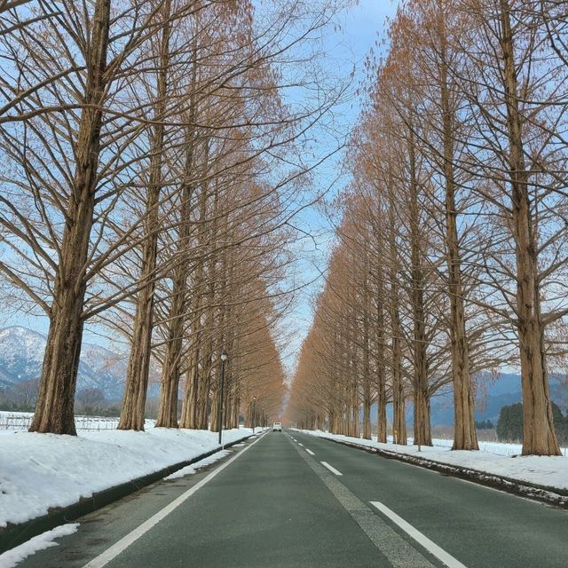 滋賀　高島市🌳メタセコイヤ並木