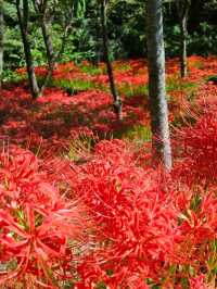 【紅の幻想】