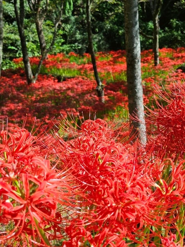 【紅の幻想】