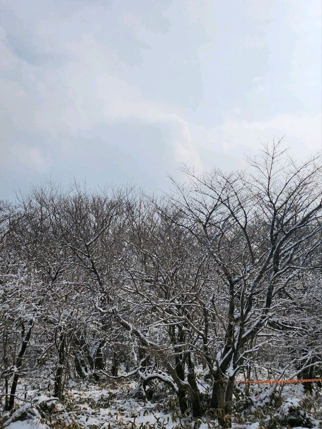 제주도에 눈이왔다면 여기로💙