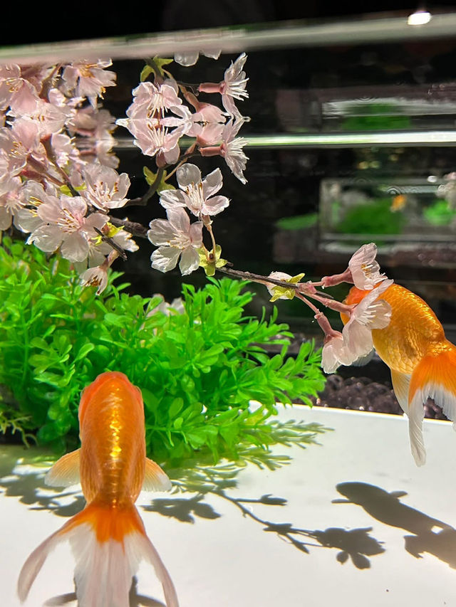 銀座三越「金魚藝術展」