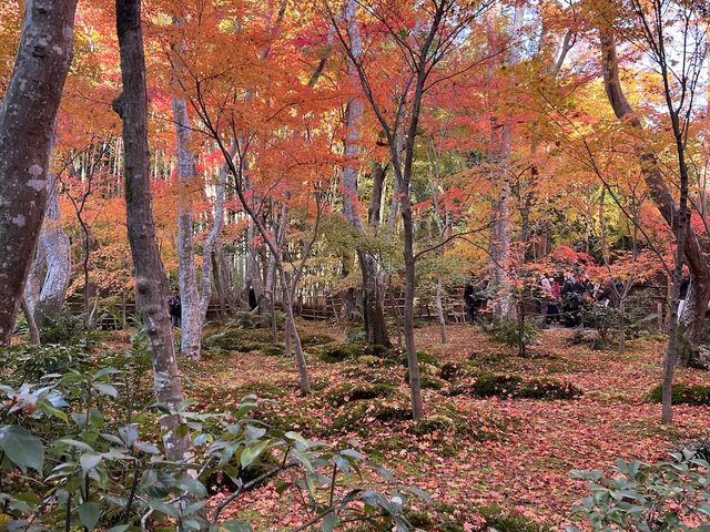 A Sanctuary for the Heartbroken Souls  — The Gio-ji Temple in Arashiyama
