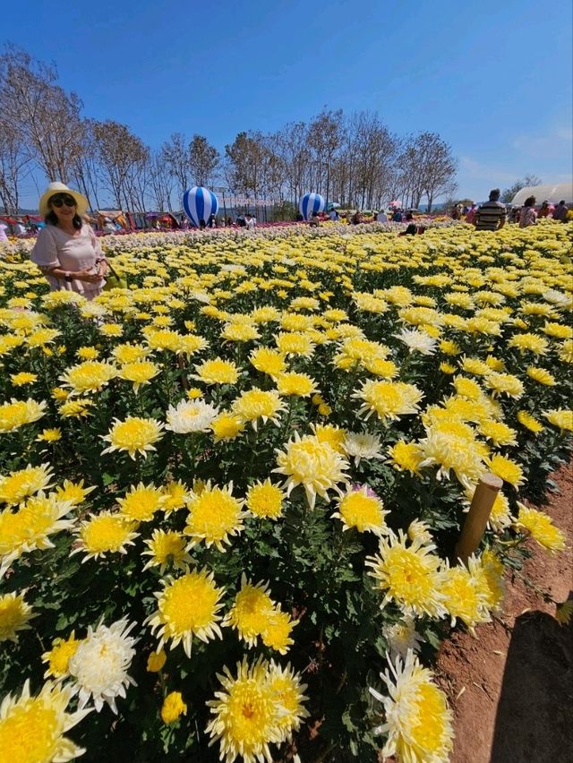 สวน เบญจมาศบานในม่านหมอก วังน้ำเขียว