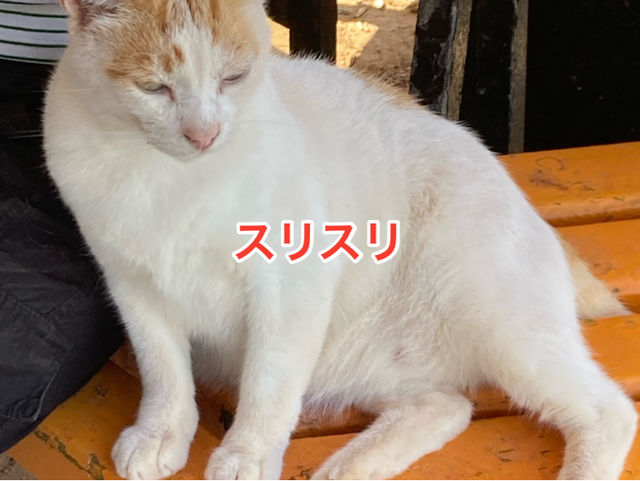 🇲🇹マルタ共和国　ねこコレクション2024.8